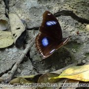 Tengragiri Wildlife Sanctuary